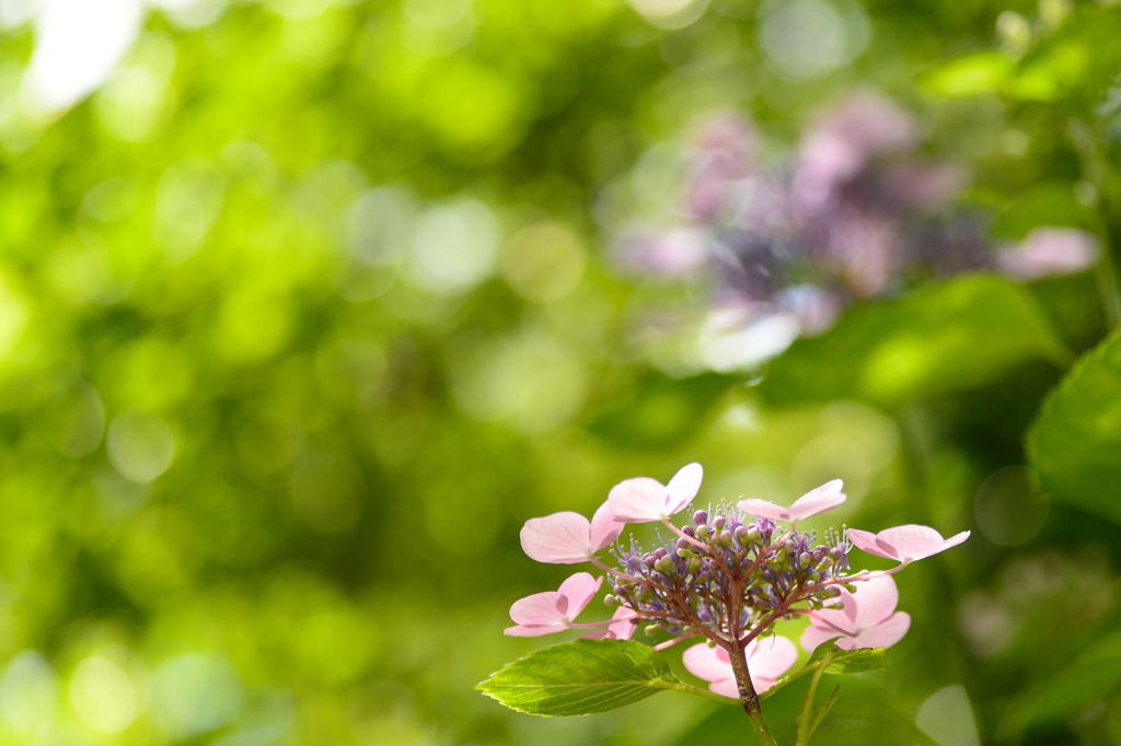 紫陽花