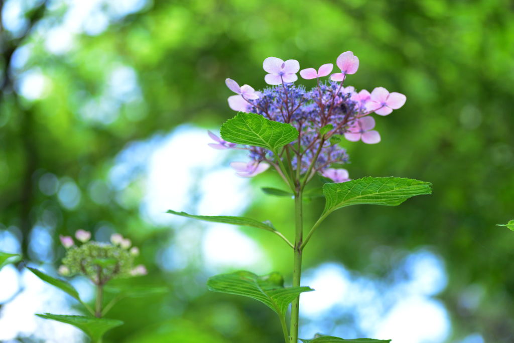 紫陽花3
