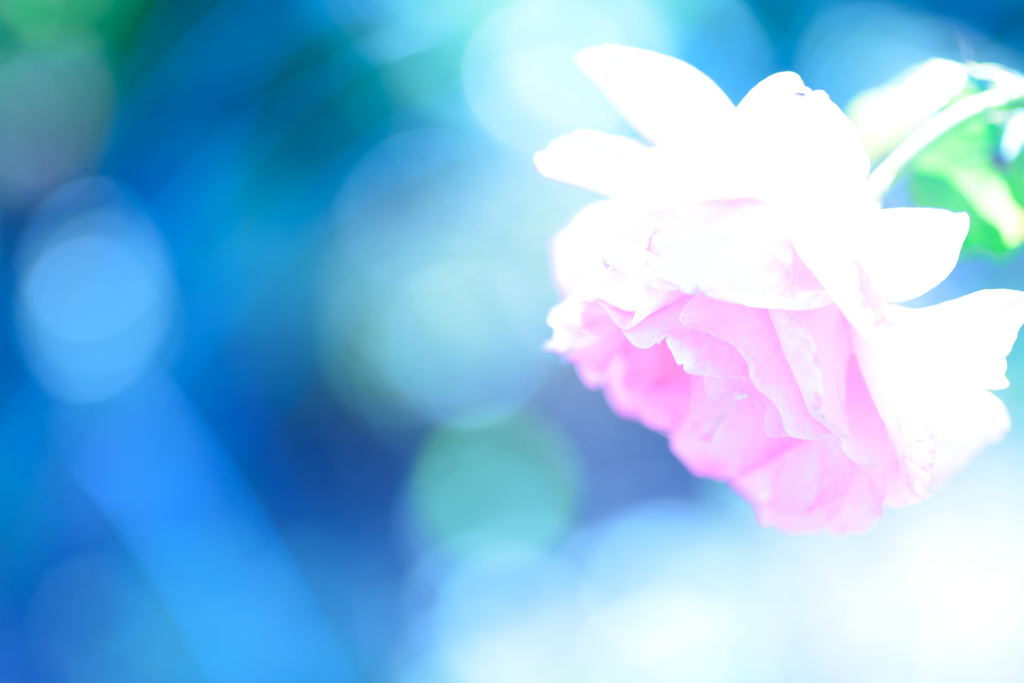 薔薇