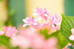 紫陽花2