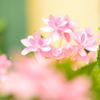 紫陽花2