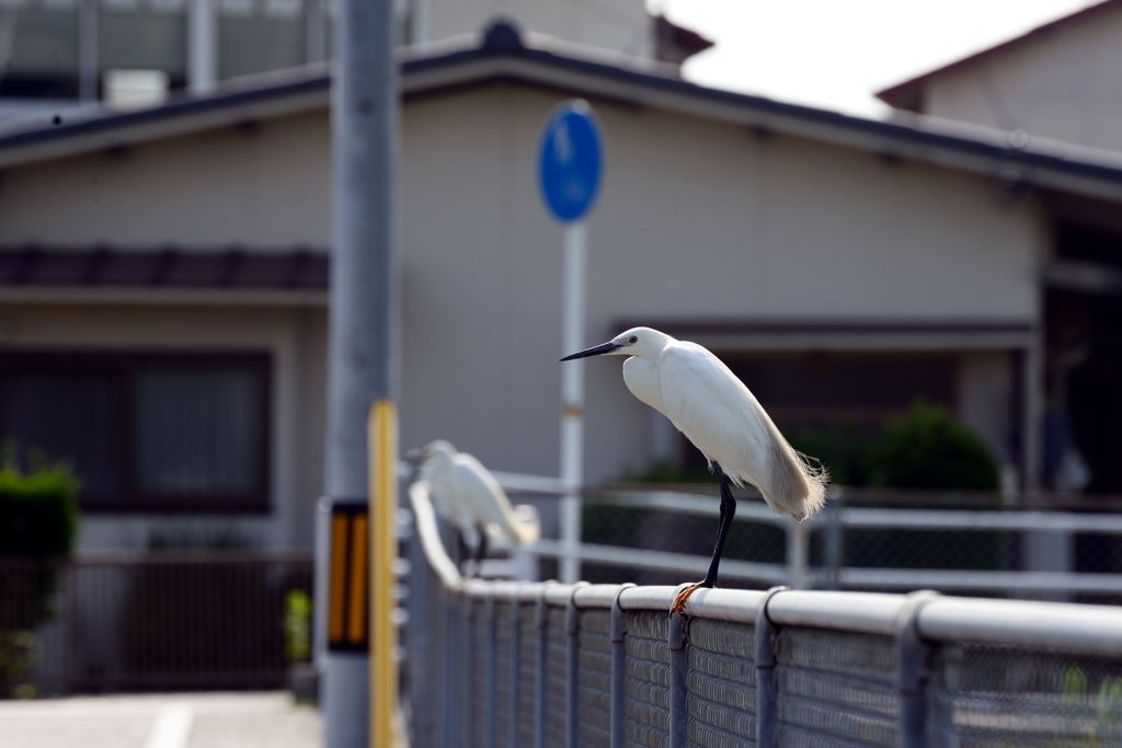 sagi