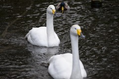 ついてきちゃダメ