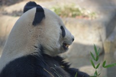 パンダ３