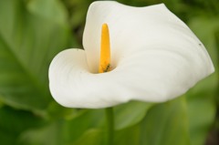 花の中にいる虫は？