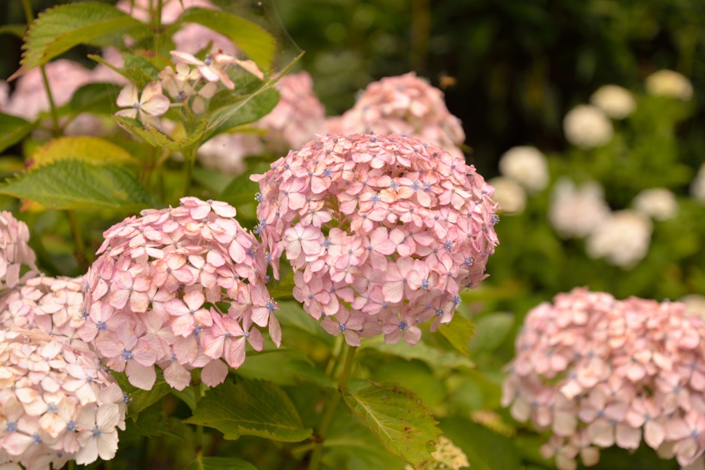 紫陽花３