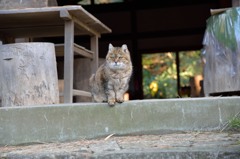 三渓園の猫