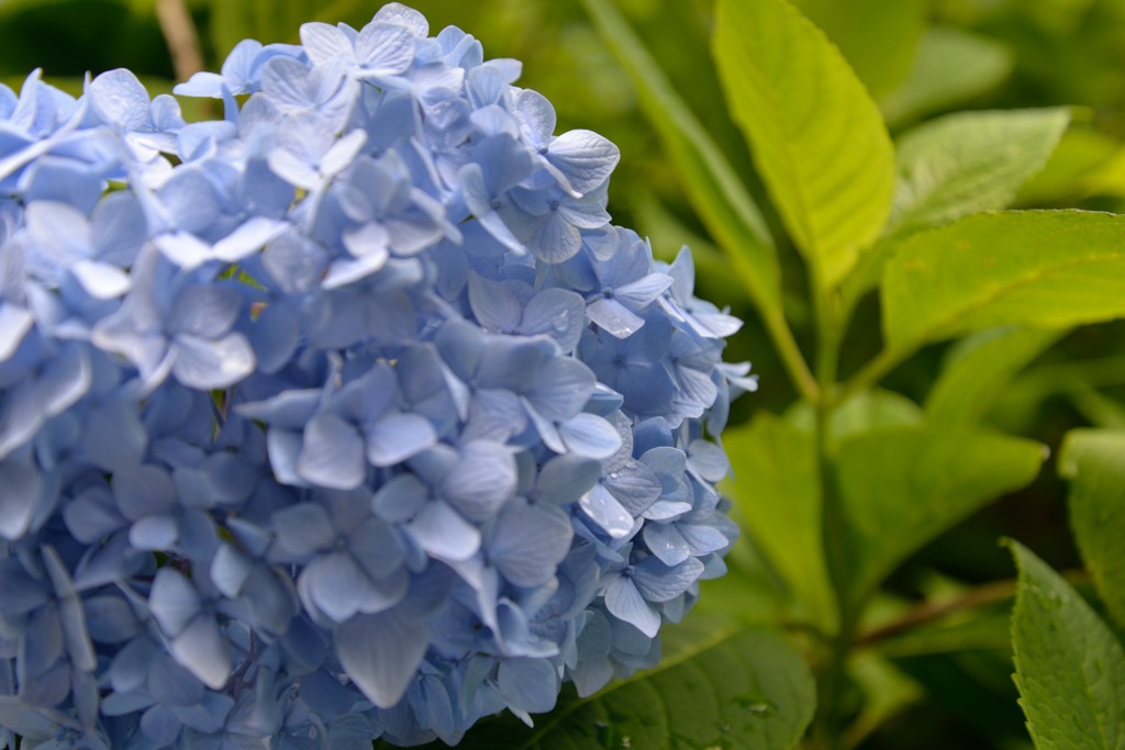紫陽花１