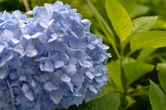 紫陽花１