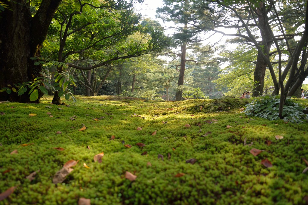 兼六園　コケ