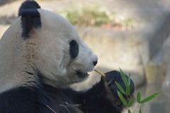 パンダ１