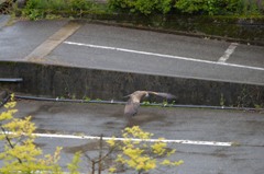 とんびが何かをくわえてる？