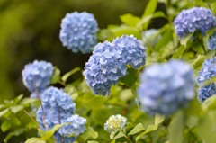 紫陽花２