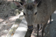 奈良の鹿