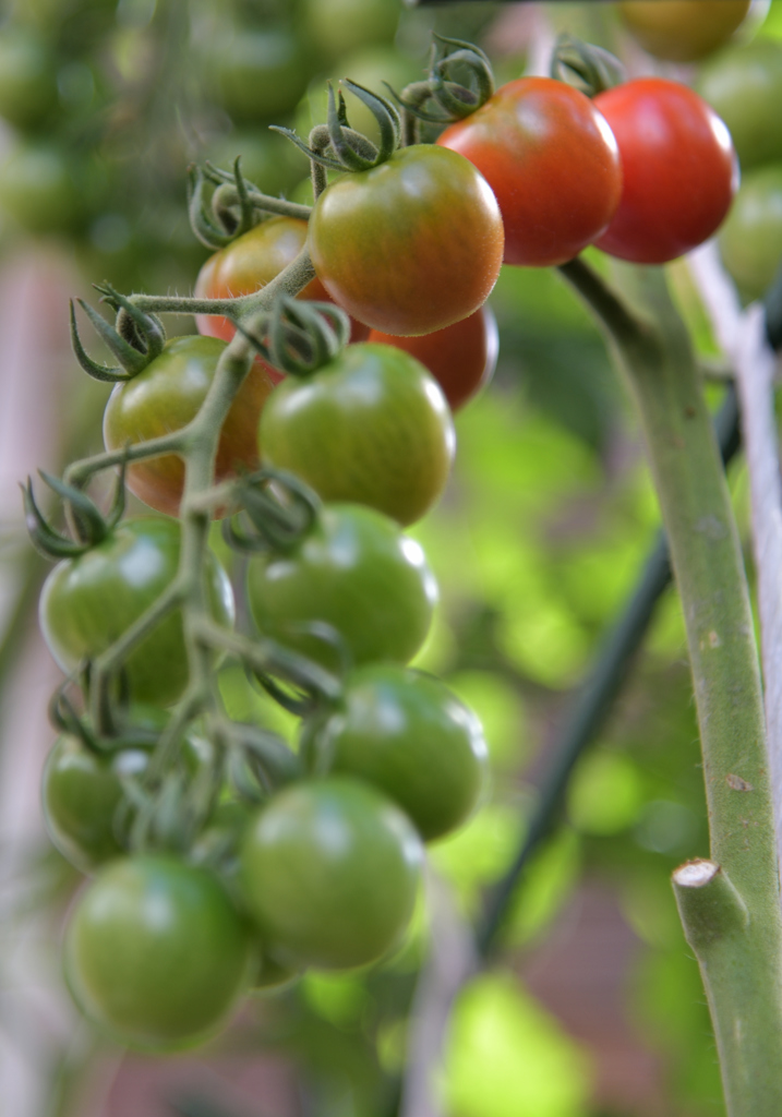 奥さんのお庭　TOMATO　弐