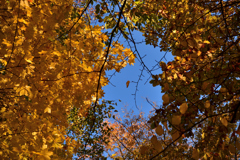 ふらり散歩　Autumn Leaves 8