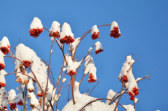 ふらり散歩　冬晴れの雪帽子