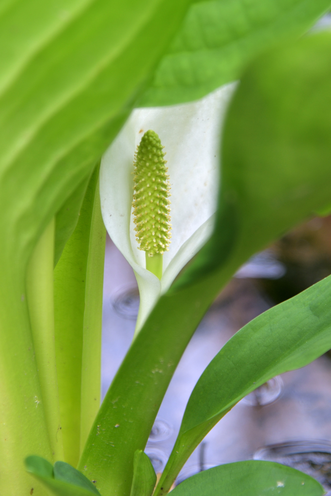 ふらり散歩　遅れた水芭蕉