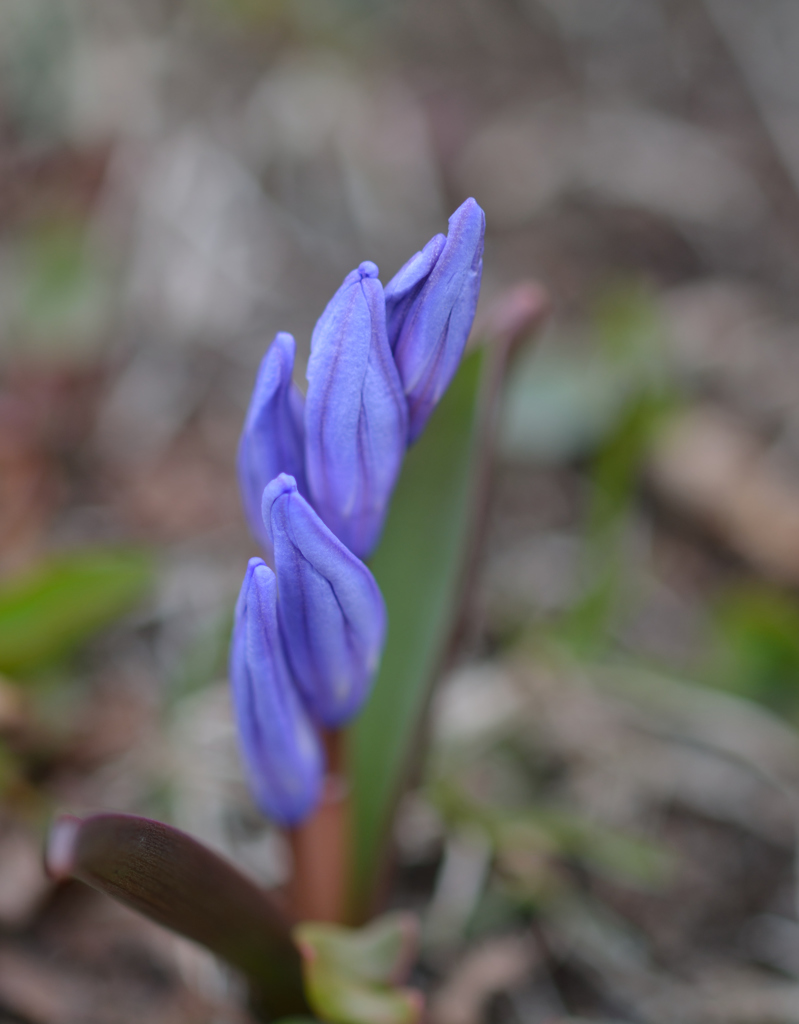 ふらり散歩　名知らぬ花　つぼみ