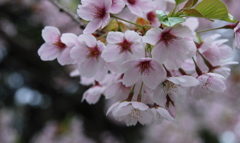 蔵出　松前藩戸切地陣屋跡の桜