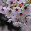 蔵出　松前藩戸切地陣屋跡の桜
