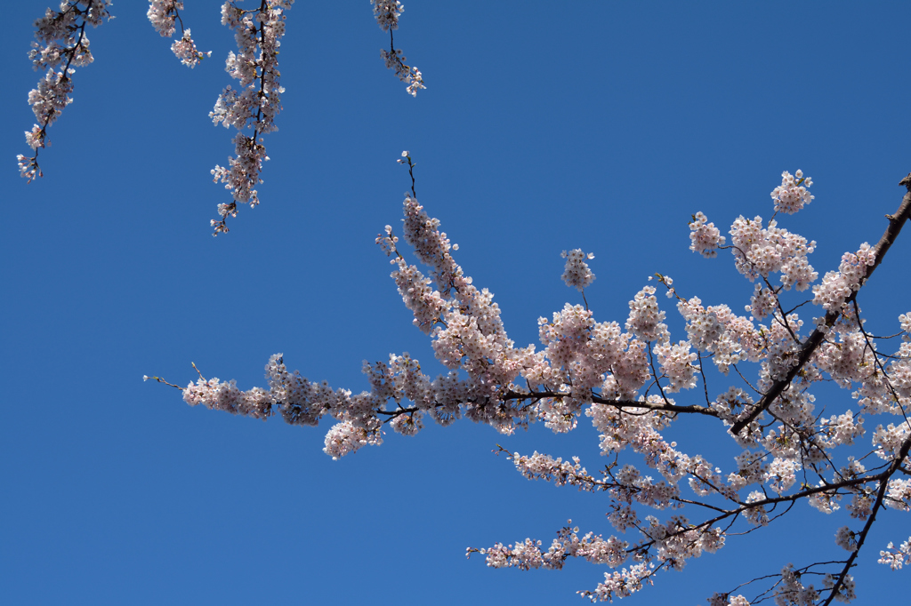 ぷらっと旅　桜仰ぐ