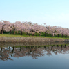 ぷらっと旅　函館　五稜郭公園　6