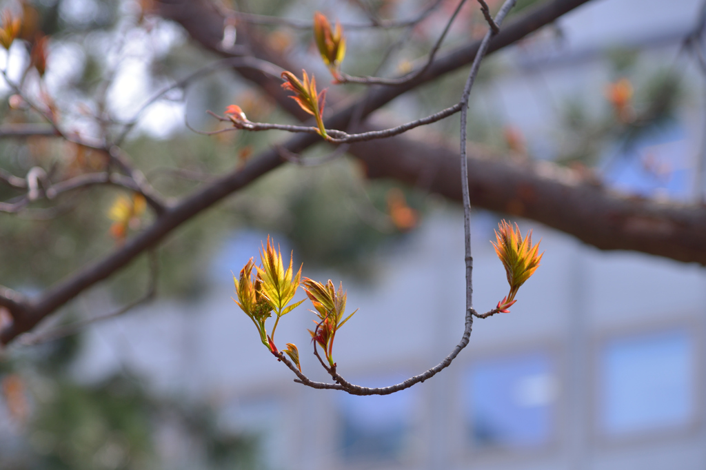 ふらり散歩　お芽・覚め