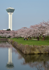 ぷらっと旅　五稜郭の花見