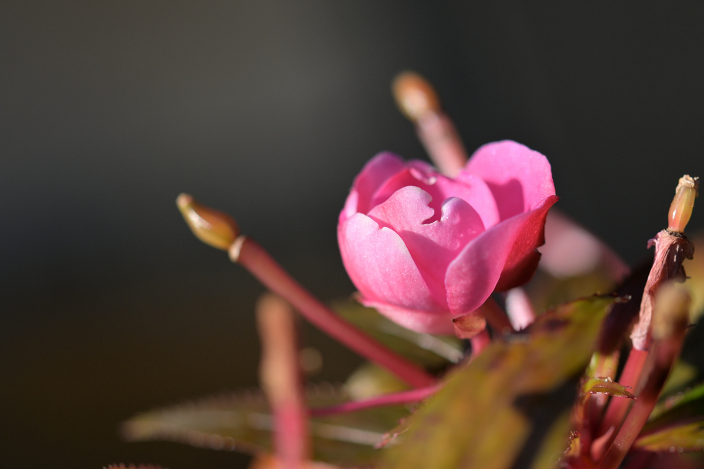 奥さんのお庭  残花