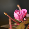 奥さんのお庭  残花