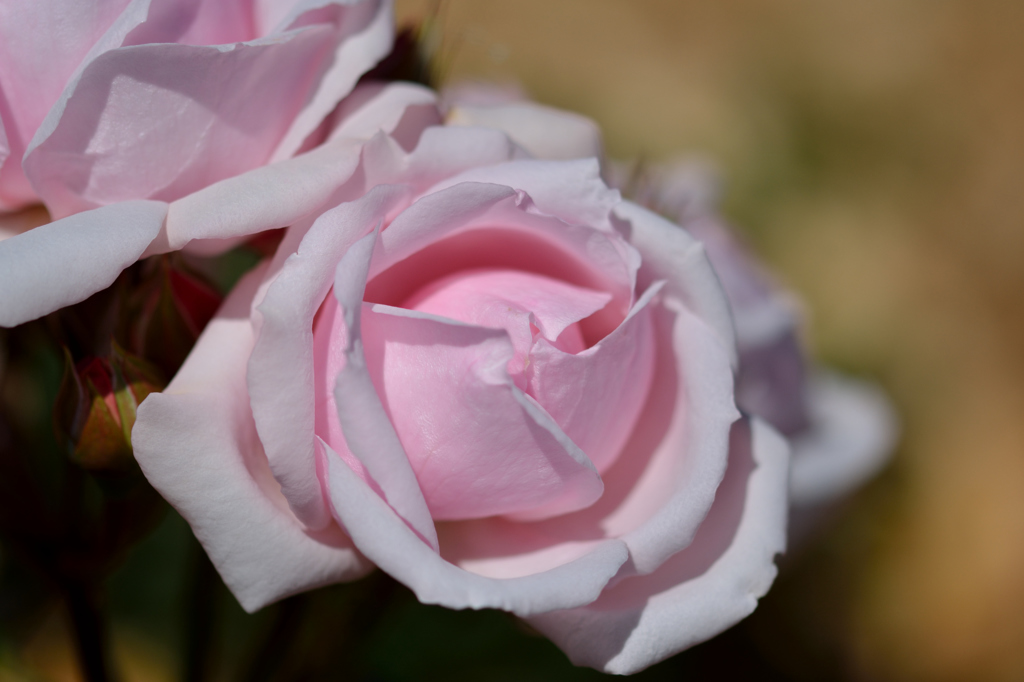 ふらり散歩　岩見沢薔薇園　このくらいがイイ