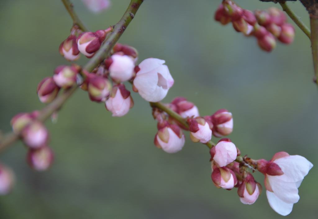 札幌も咲きました　梅の花