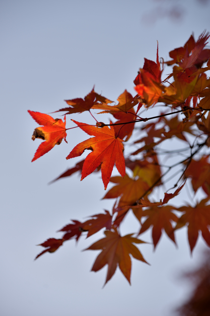 ふらり散歩　Autumn Leaves 6