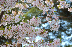 ぷらっと旅　函館　染井吉野　１