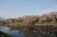 ぷらっと旅　函館　五稜郭公園　３