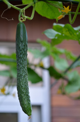 奥さんのお庭　菜園「猫の額」　美味しそうでしょう