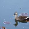 ぷらっと旅　函館　五稜郭公園　7