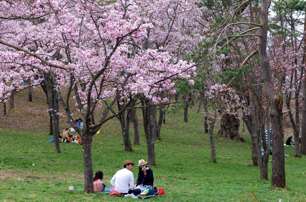 蔵出　桜下のお弁当