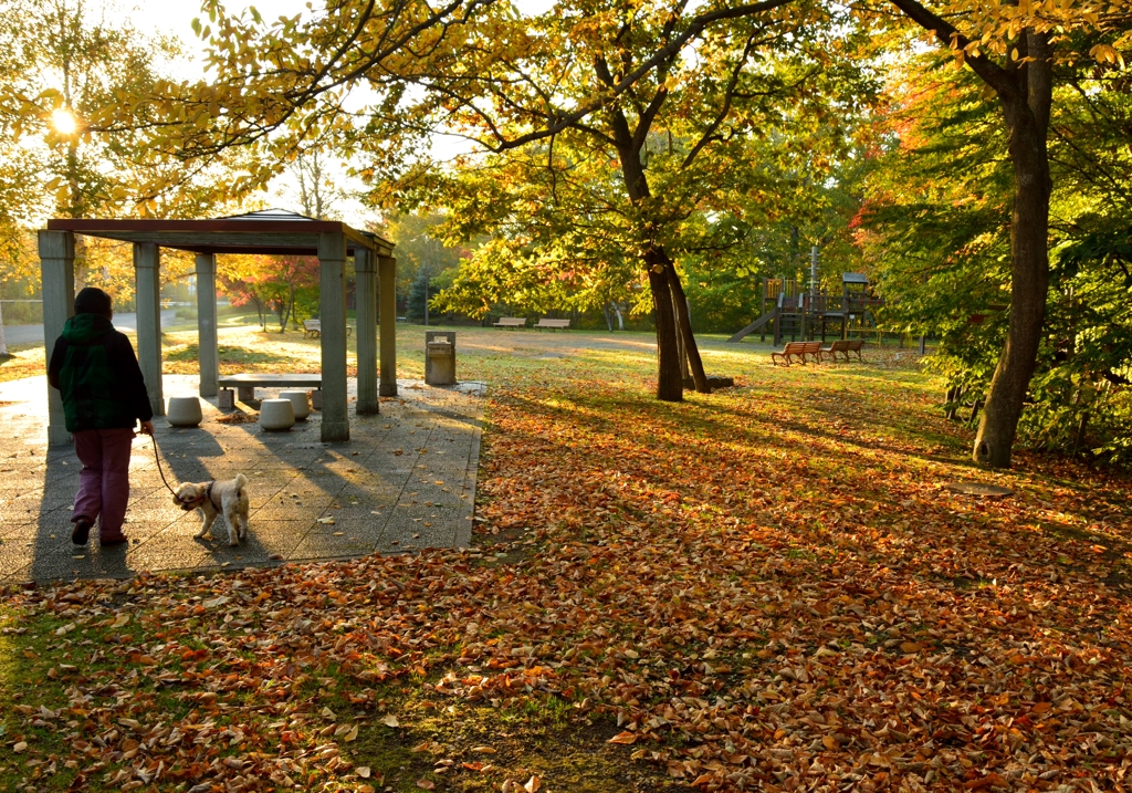 ふらり散歩　紅葉の中で朝日を受けて