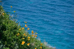 ぷらっと旅　神威岬の花たち　エゾカンゾウ　１