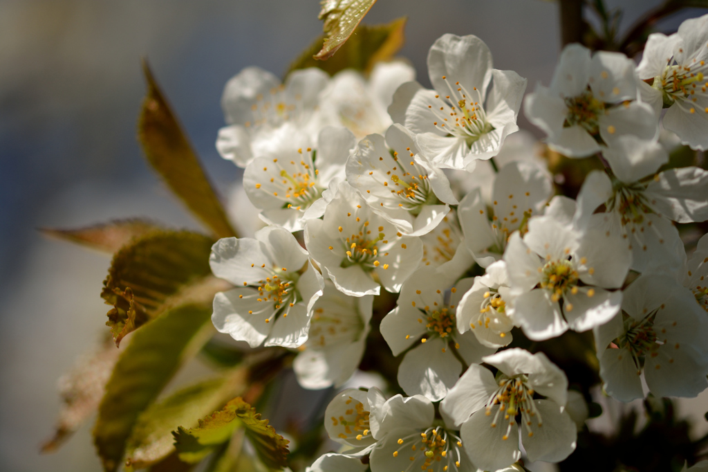ふらり散歩　マクロ遊び　サクランボ