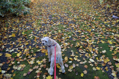 ふらり散歩　Autumn Leaves 3