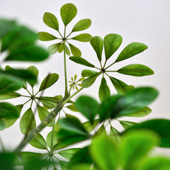 休日の過ごし方　Leaves