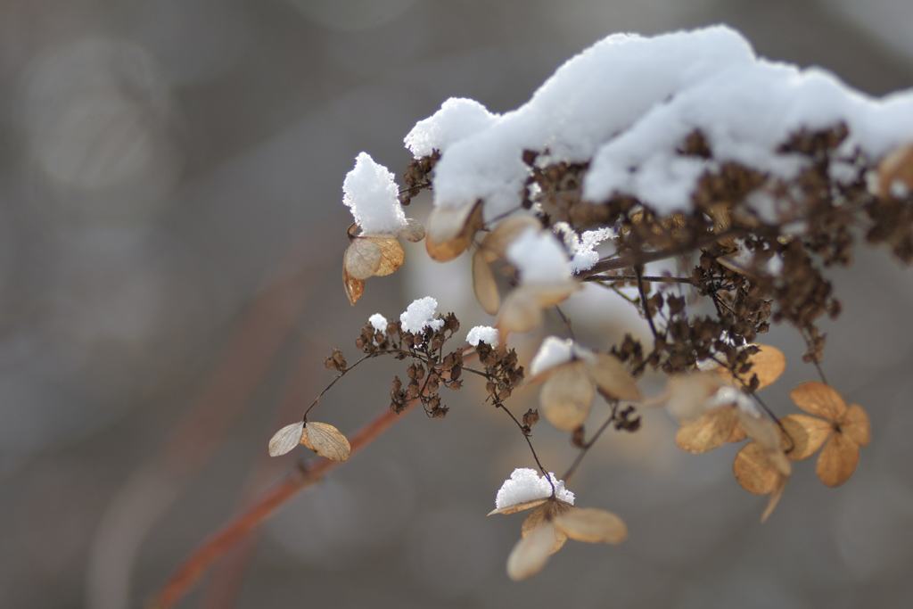 ふらり散歩　初冠雪