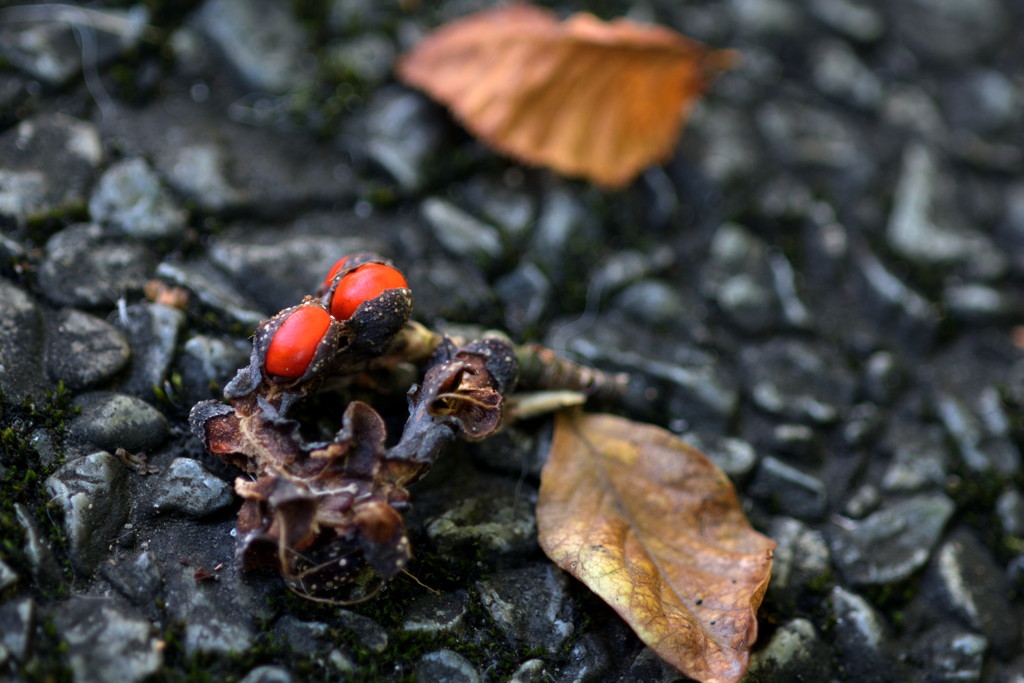ふらり散歩　紅珊瑚