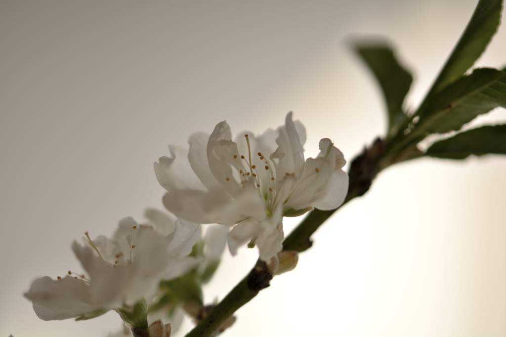 ご近所から頂いた　花桃