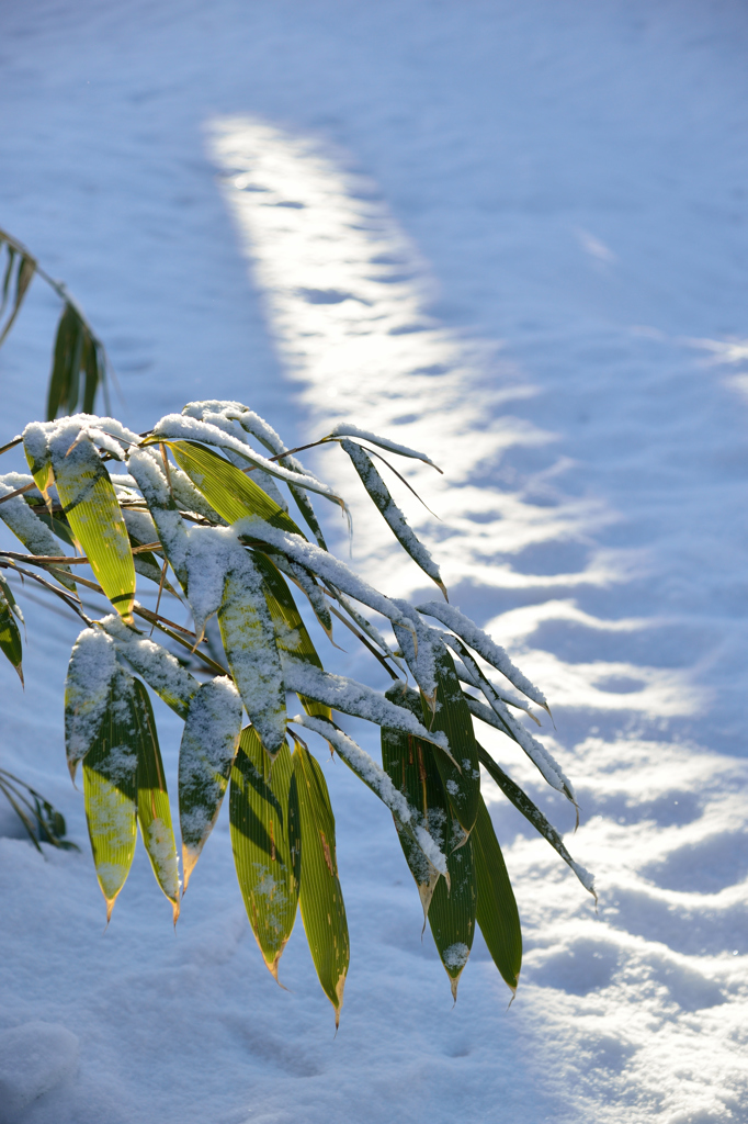 ふらり散歩　残雪