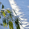 ふらり散歩　残雪