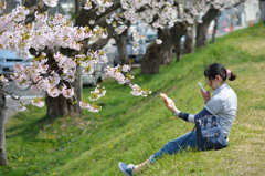 ぷらっと旅　函館　桜と和む　２